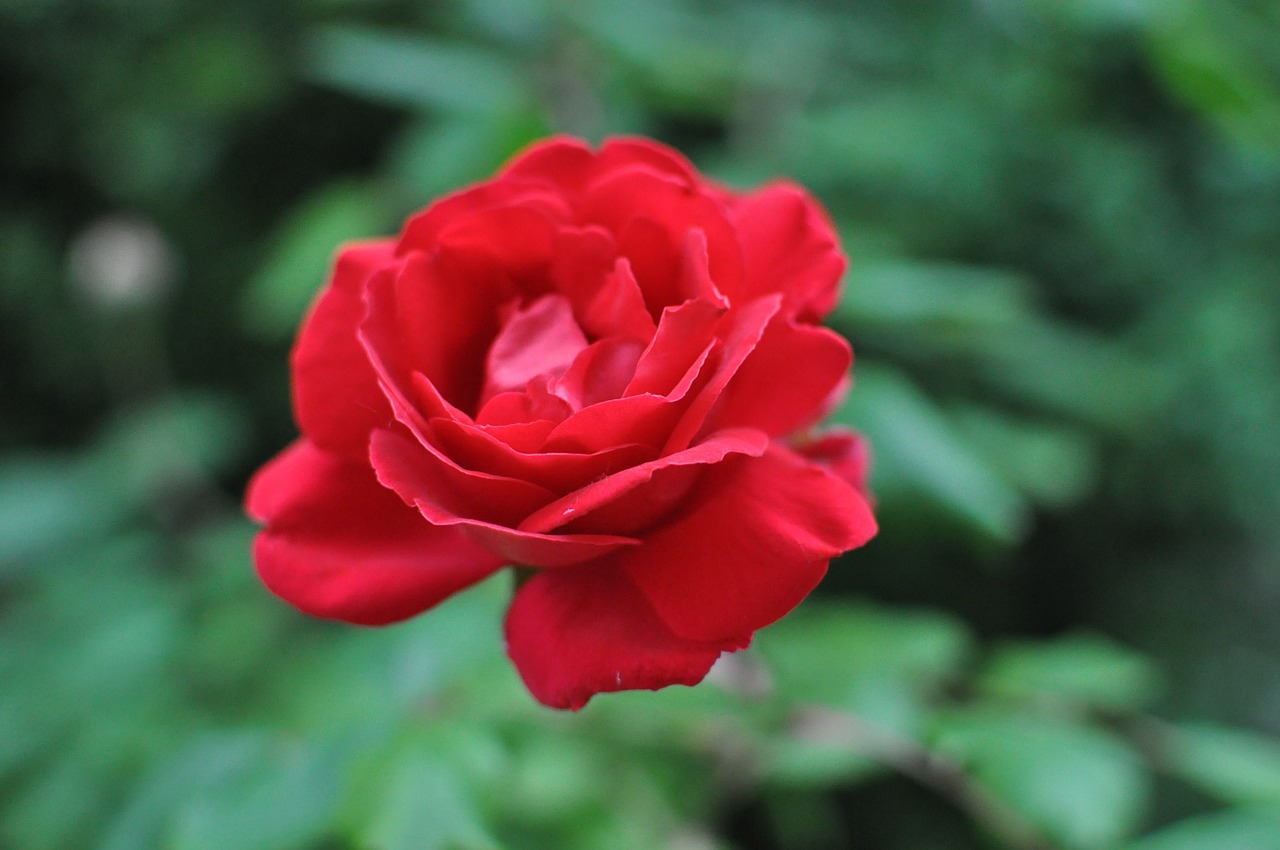 rose red garden free photo