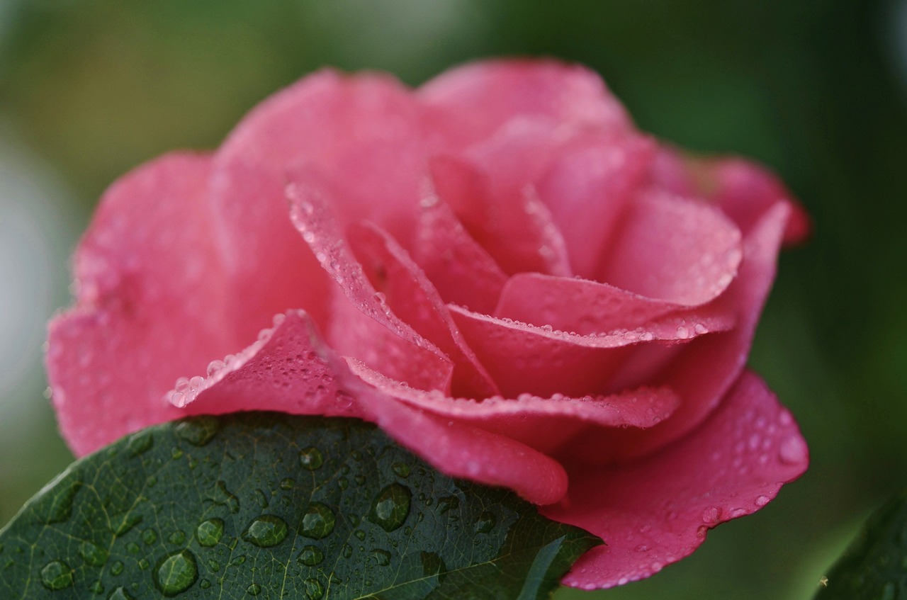 rose pink plant free photo