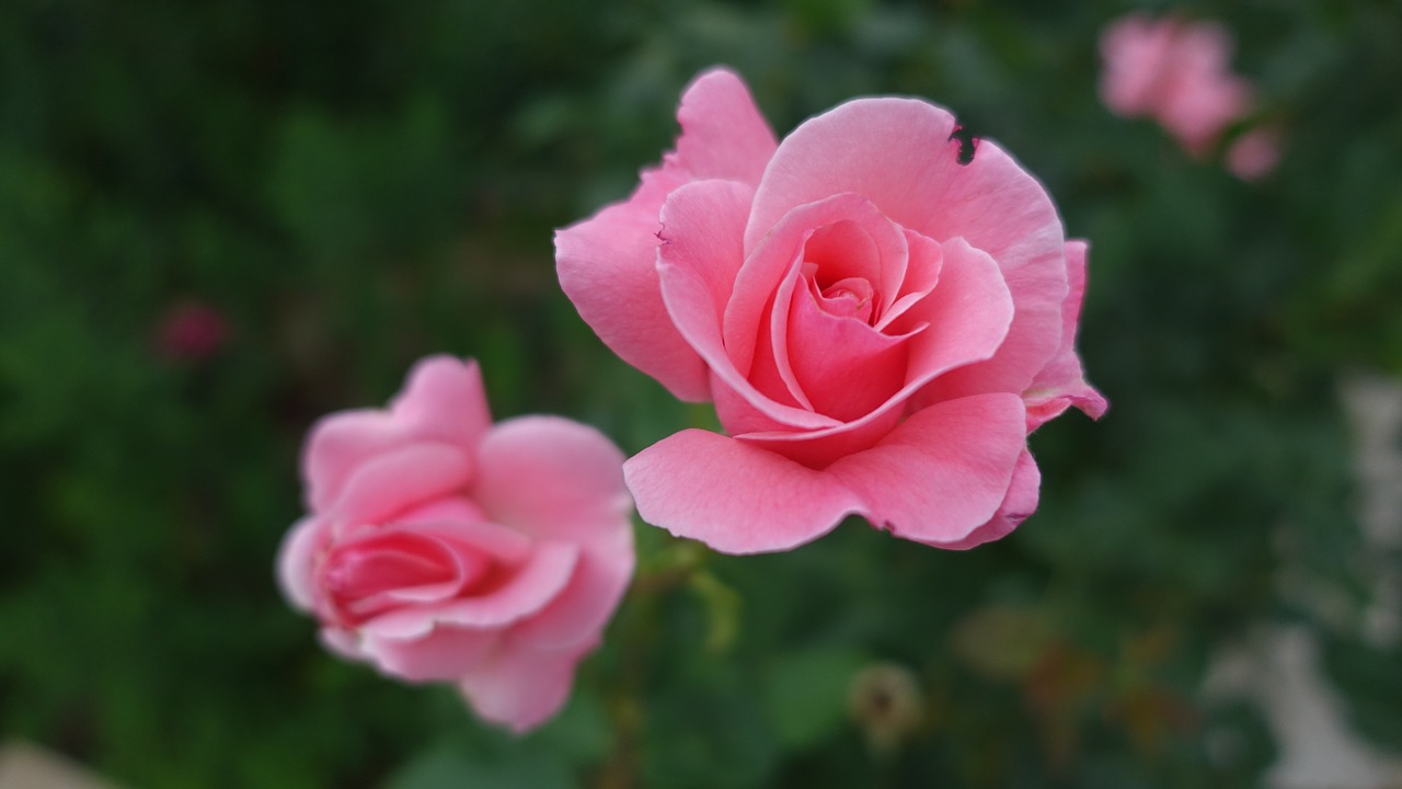 rose pink flower free photo