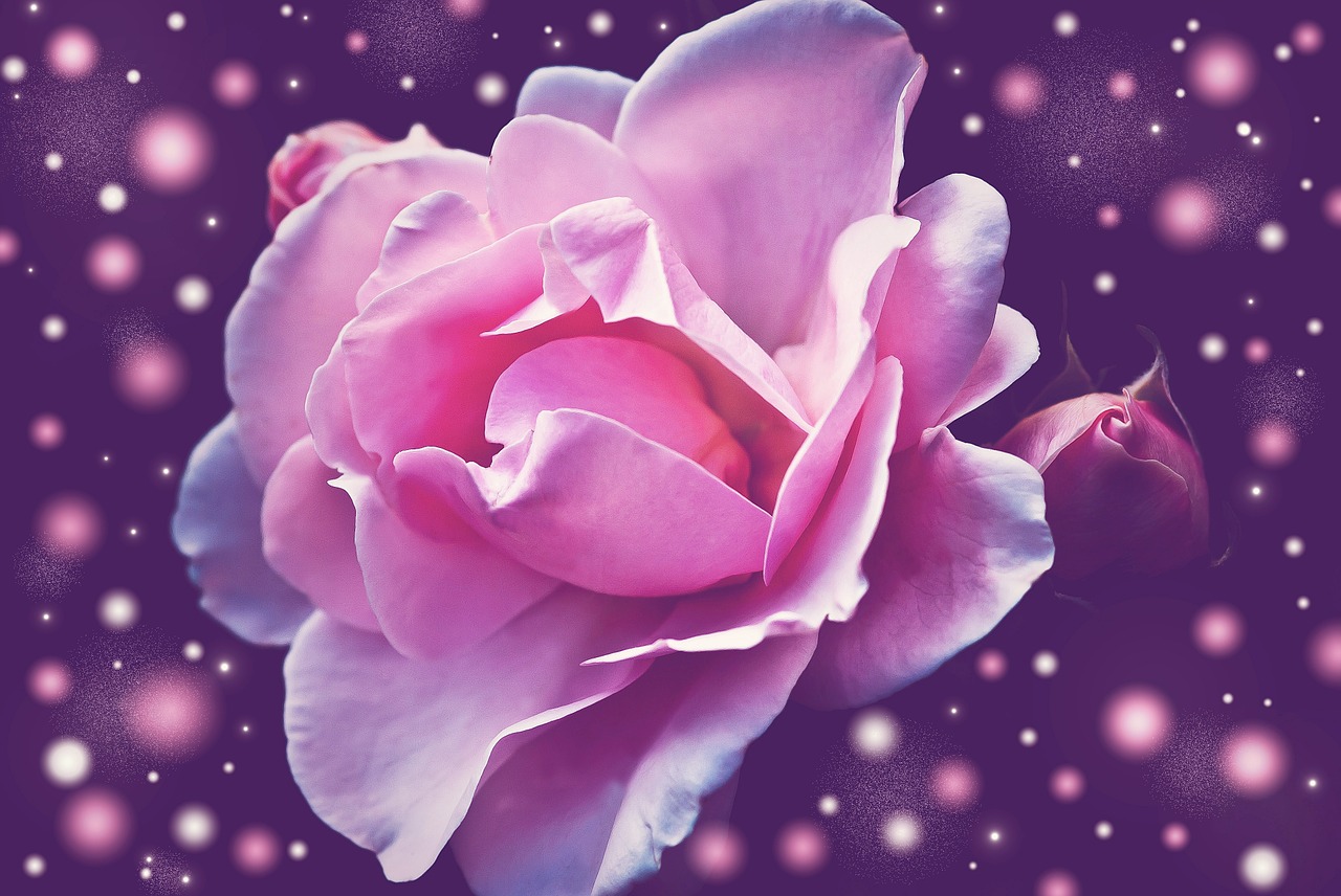 rose flower blossom free photo