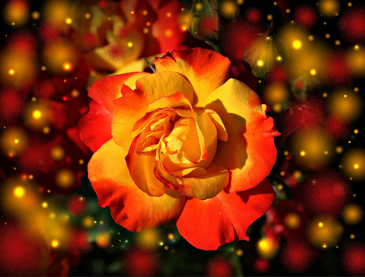 rose flower blossom free photo