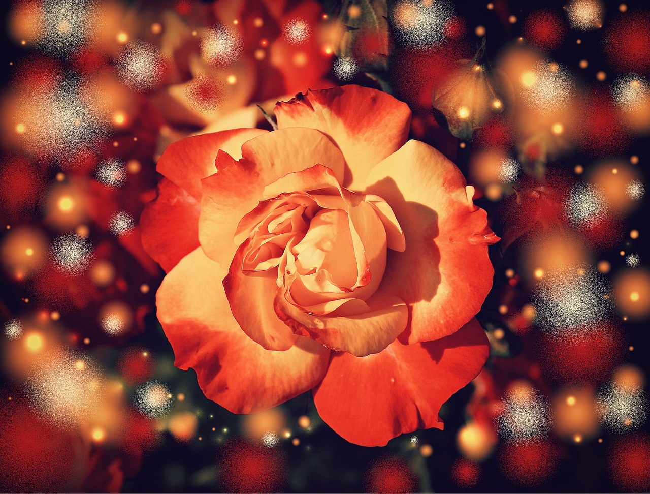 rose flower blossom free photo