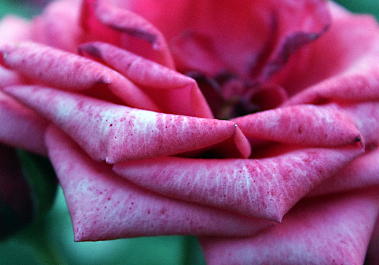 rose pink flower free photo