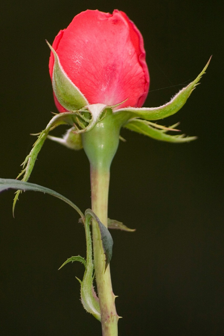 rose red plant free photo