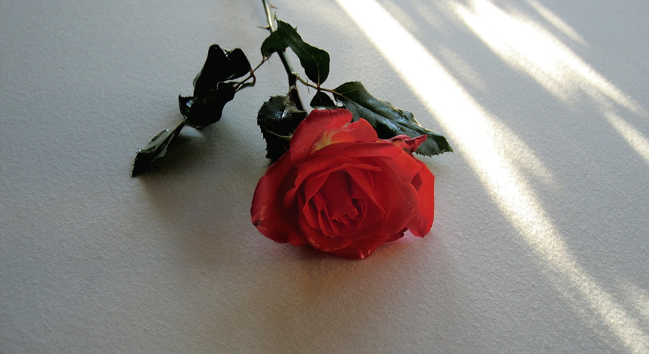 rose red blossom free photo