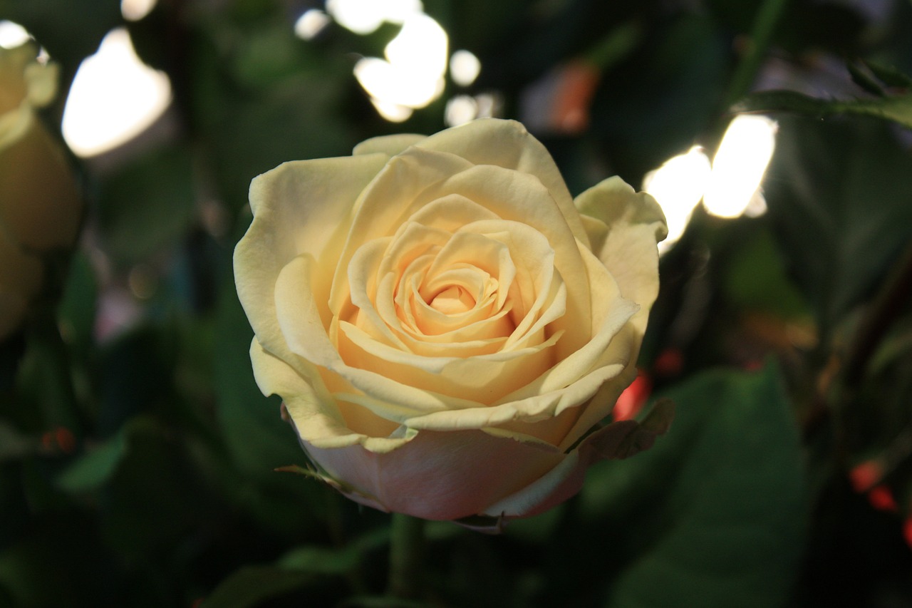 rose yellow blossom free photo