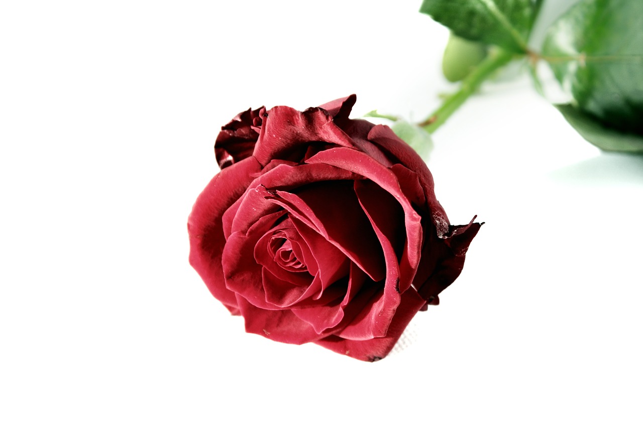 rose red blossom free photo