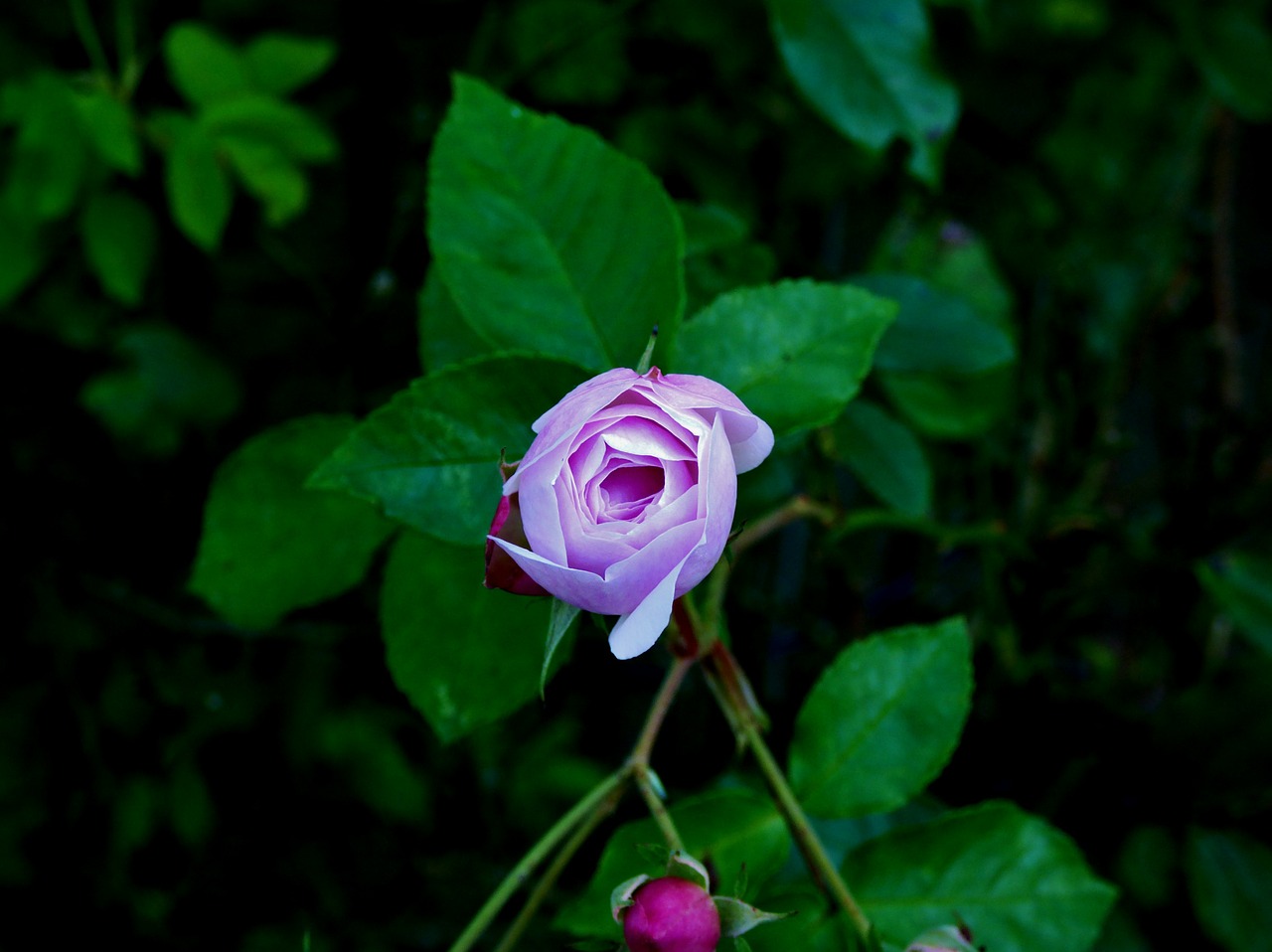 rose lilac flowers free photo