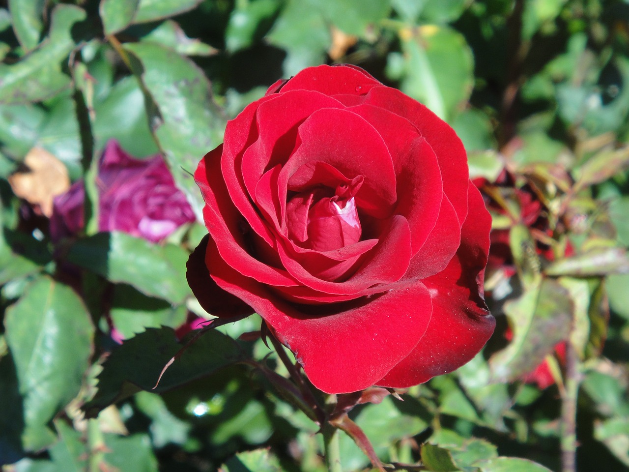 rose red passion free photo