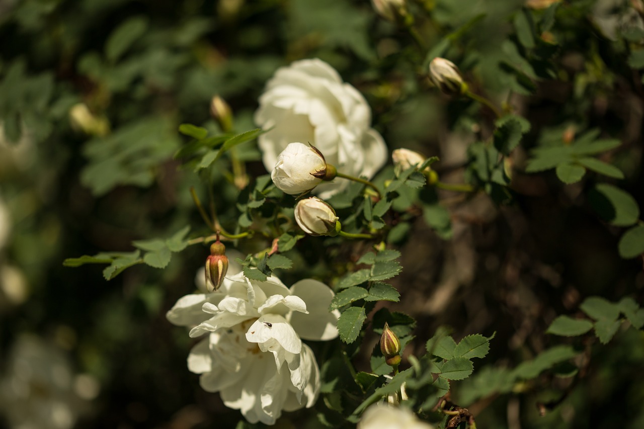 rose flower plant free photo