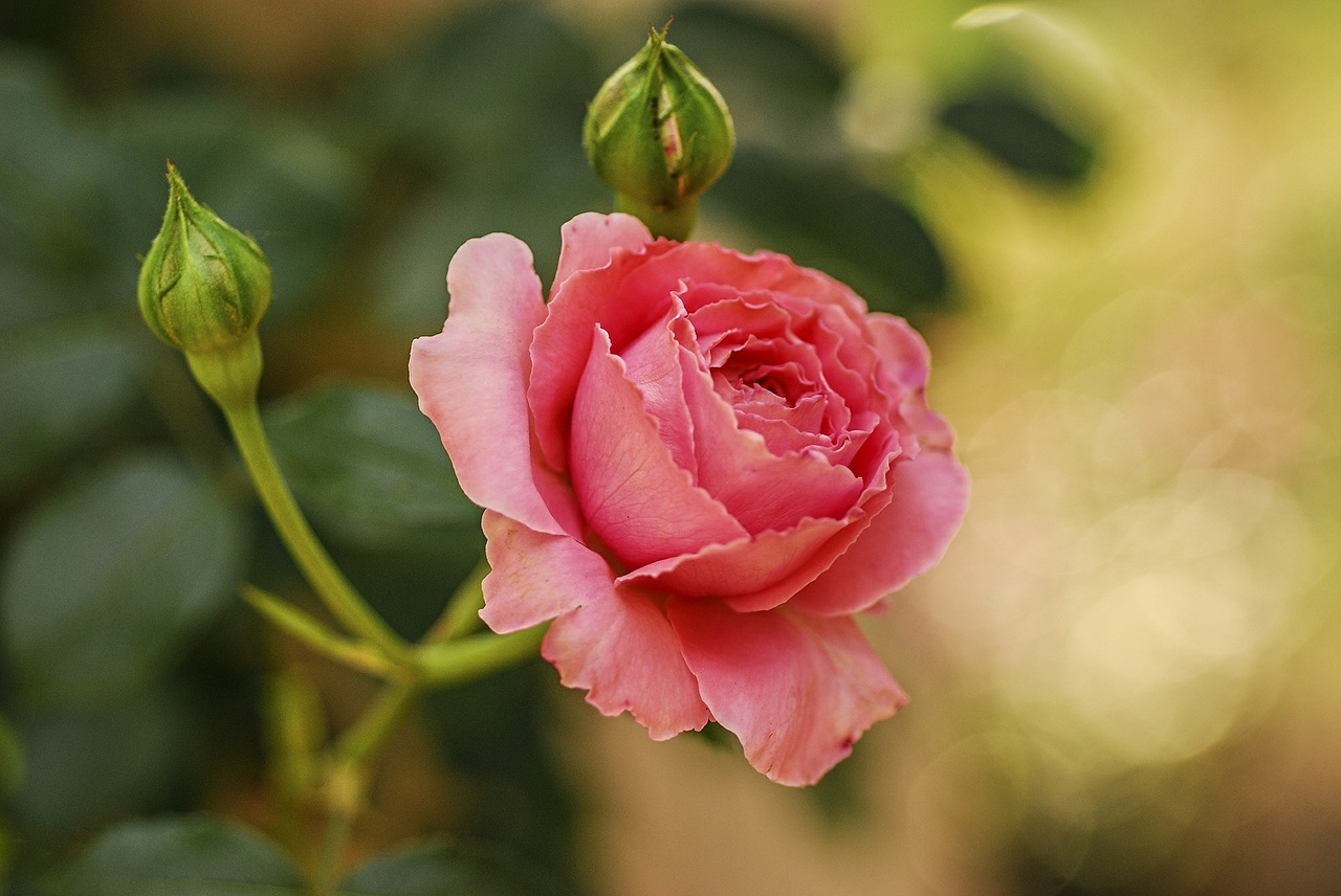 rose flower garden free photo