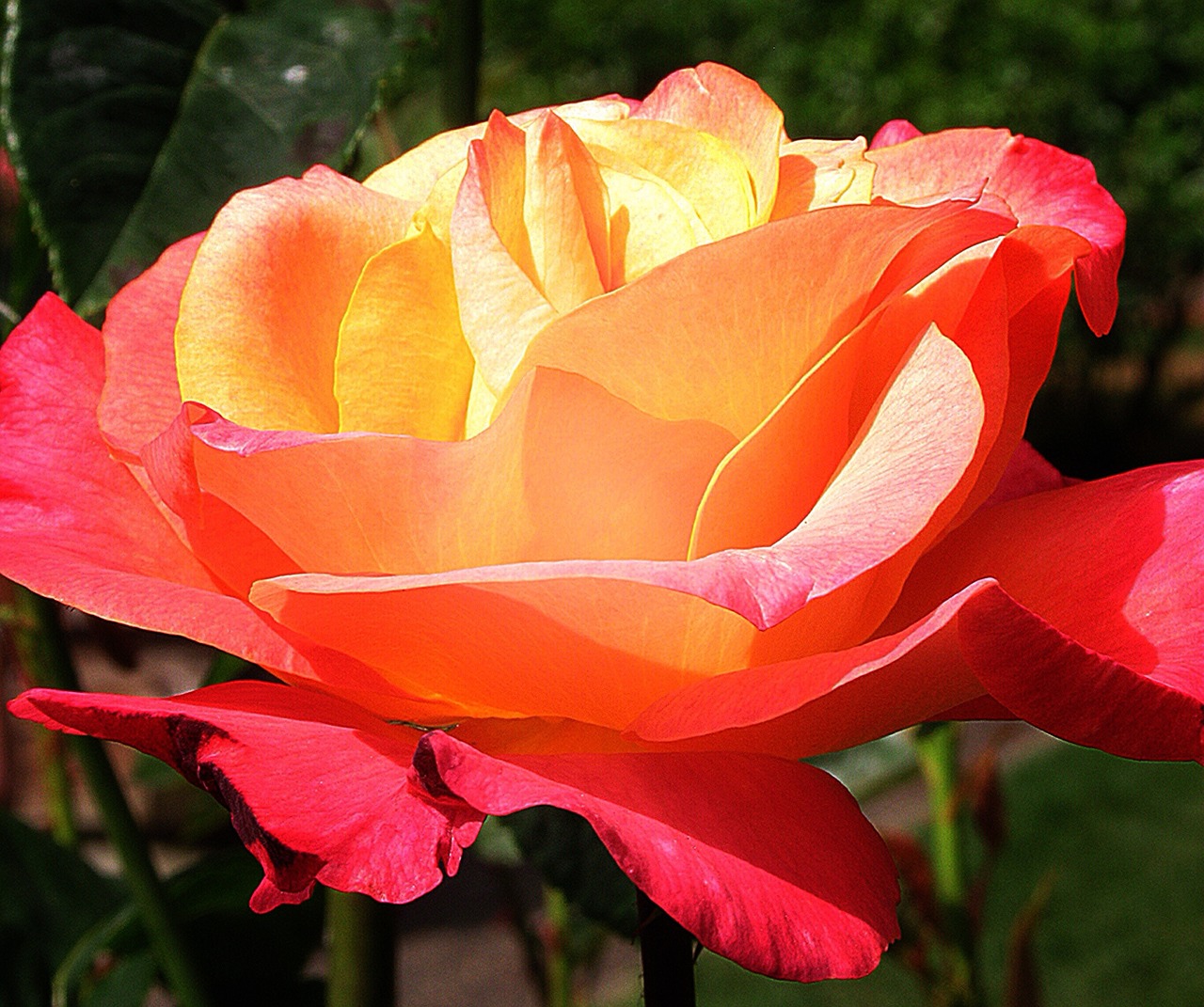 rose yellow flower free photo