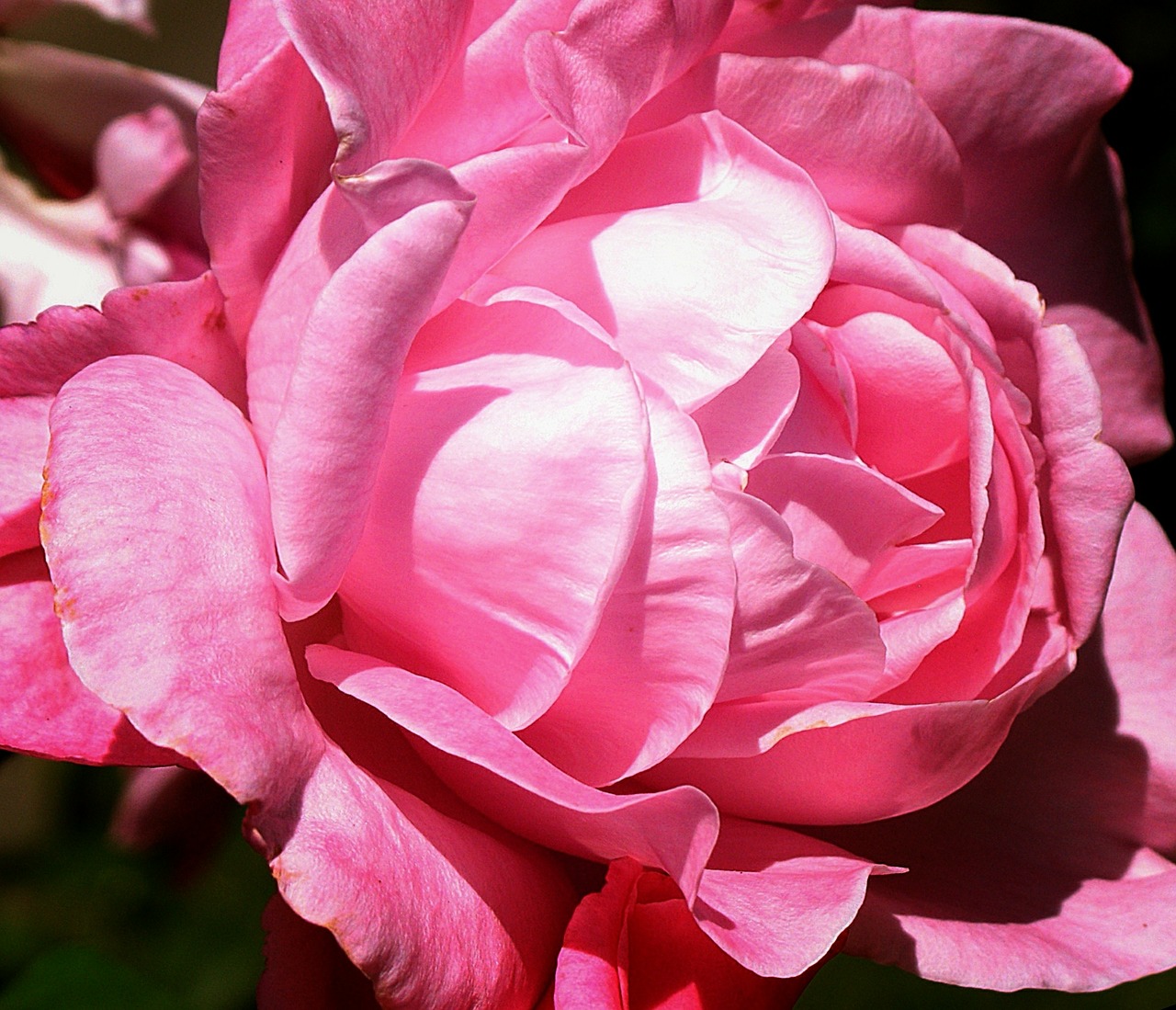 rose pink flower free photo