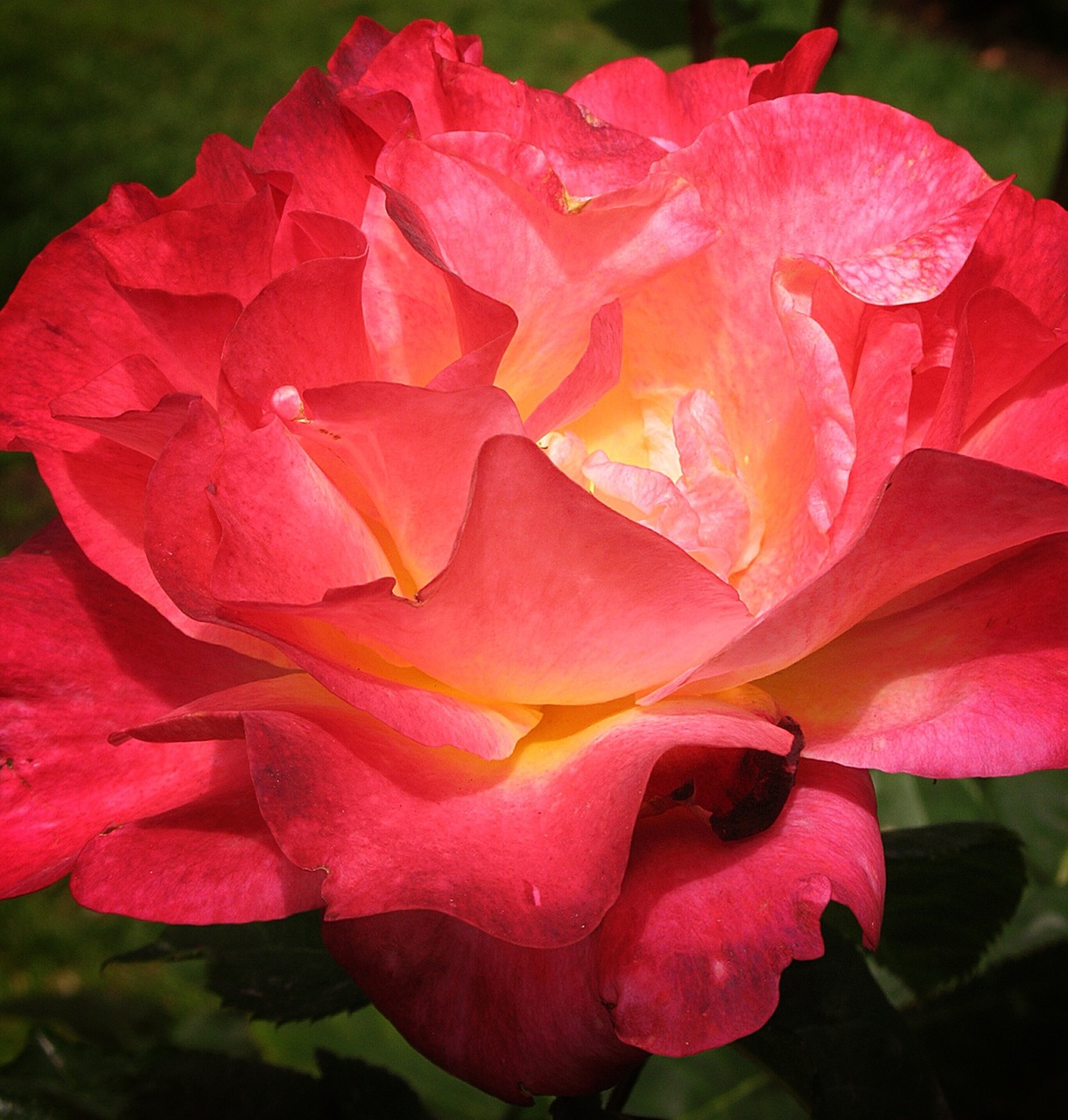 rose deep-pink flower free photo