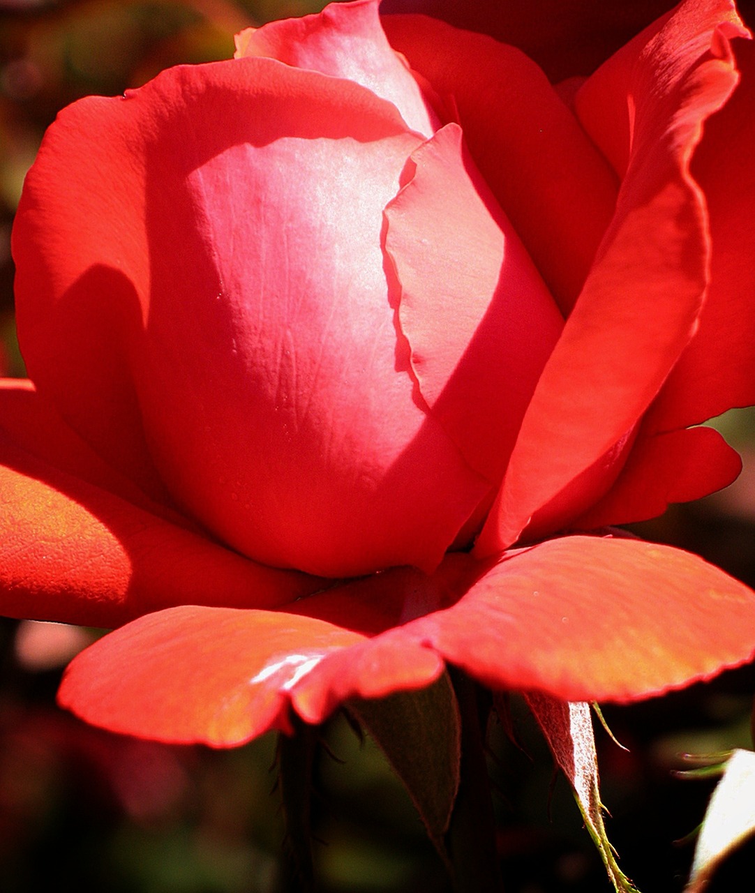 rose flower red free photo