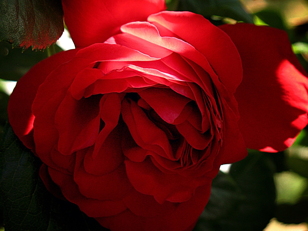 rose flower red free photo