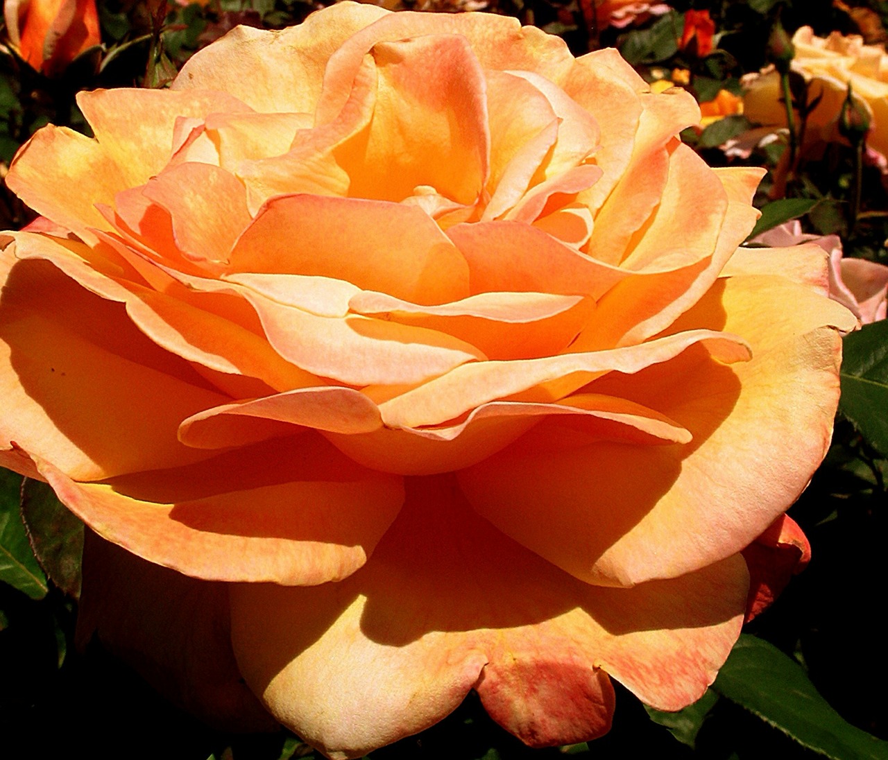rose flower orange-color free photo