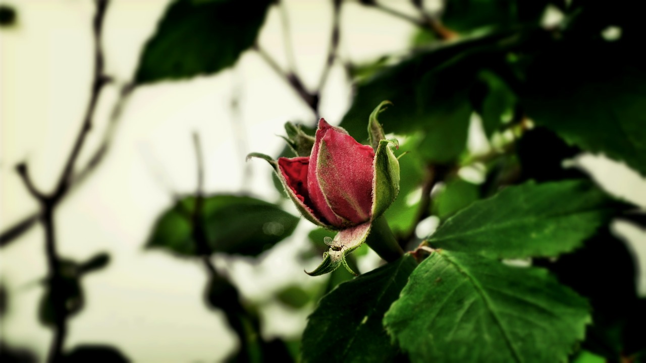 rose flower plant free photo