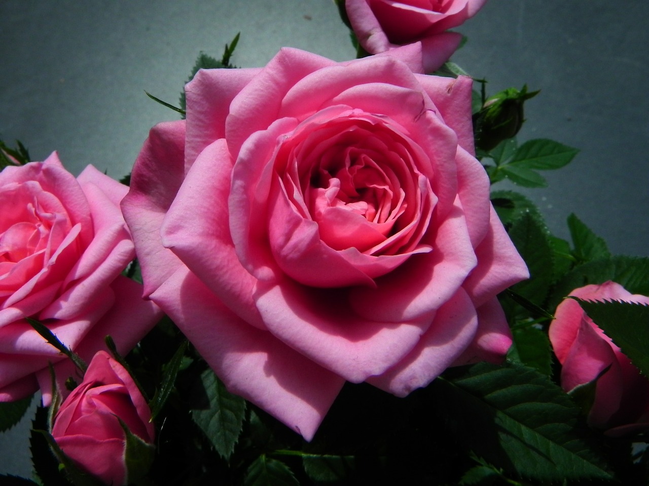 rose pink blossom free photo