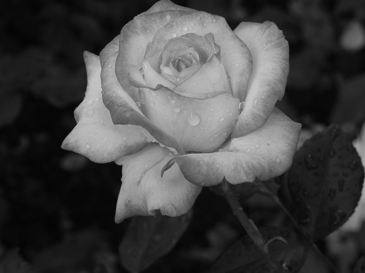 rose plant black and white free photo