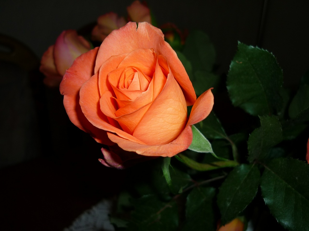 rose orange flower free photo