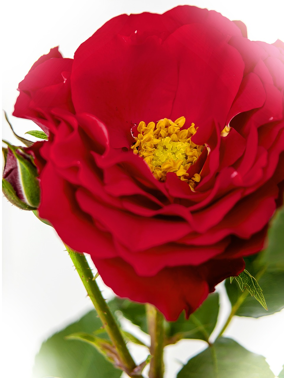 rose red blossom free photo