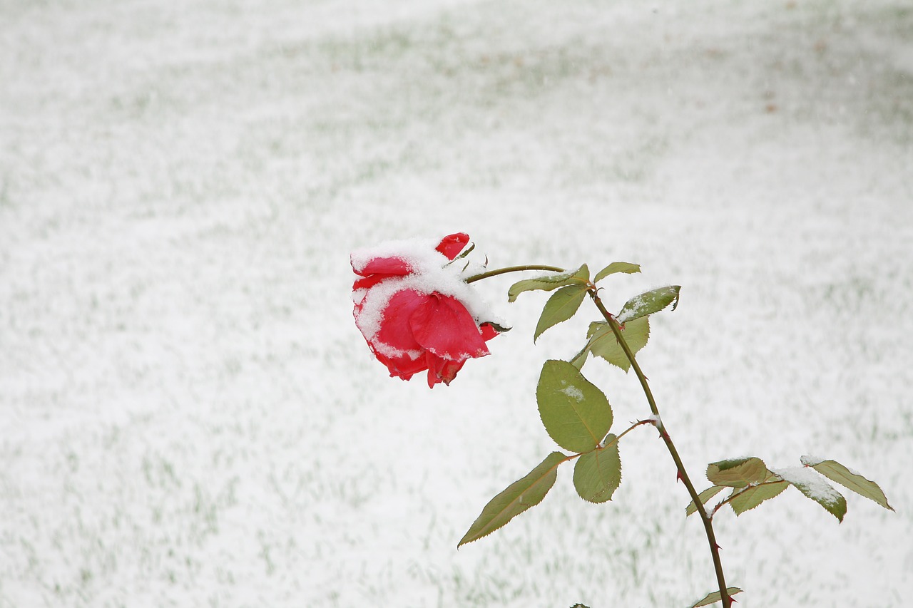 rose blackrose snow free photo