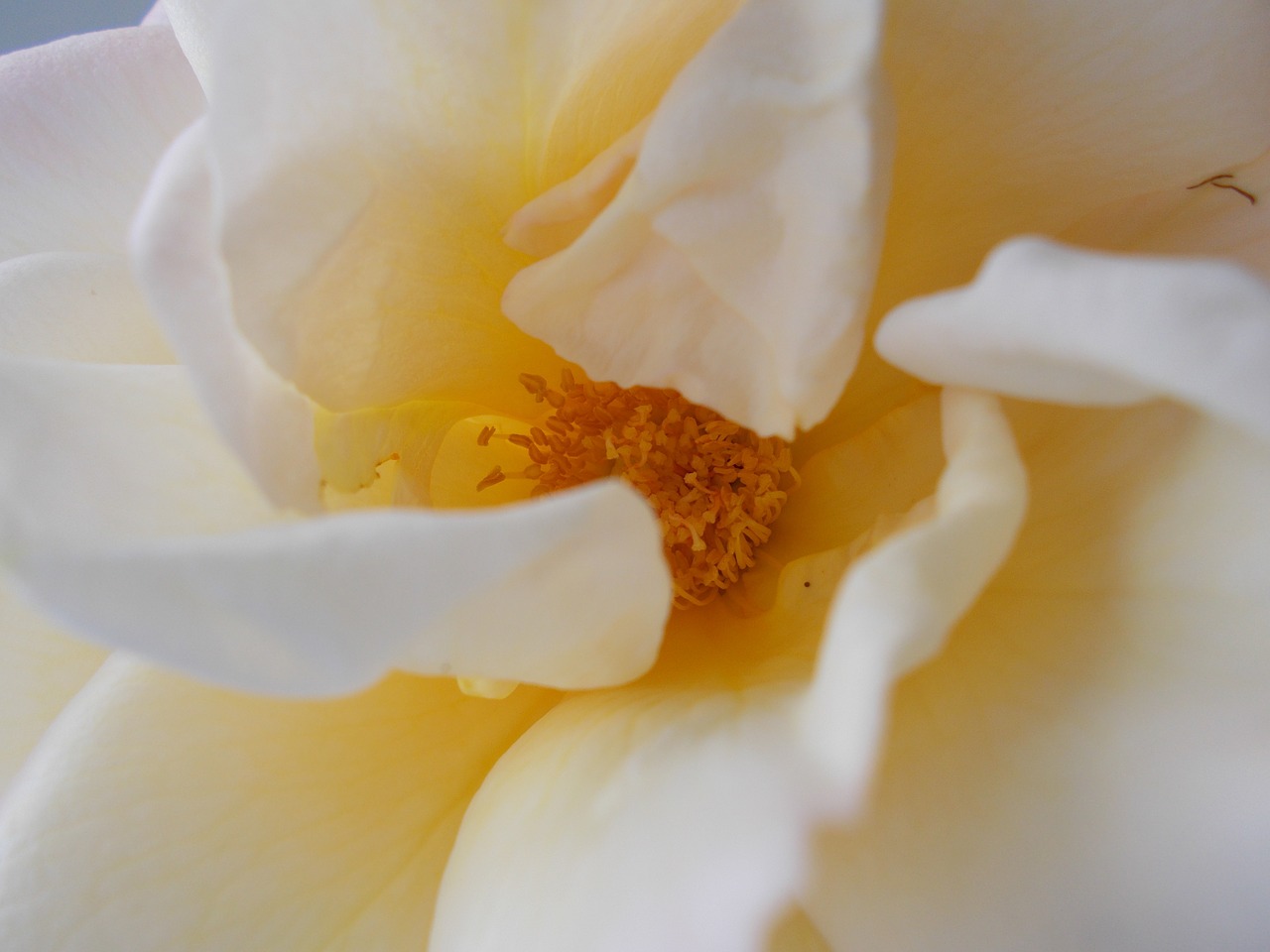 rose flower stamens free photo