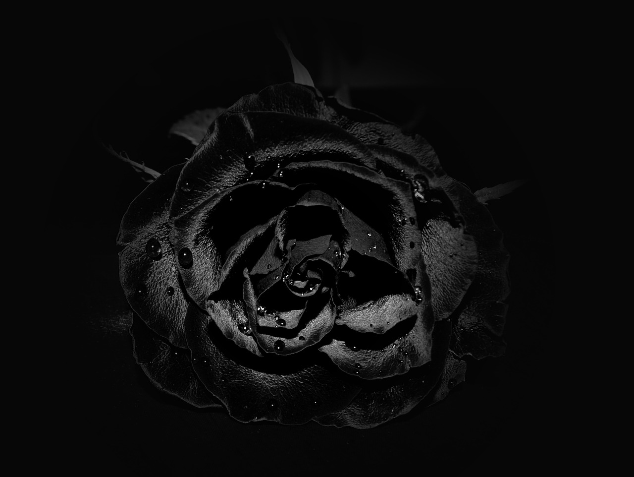 rose flower black free photo