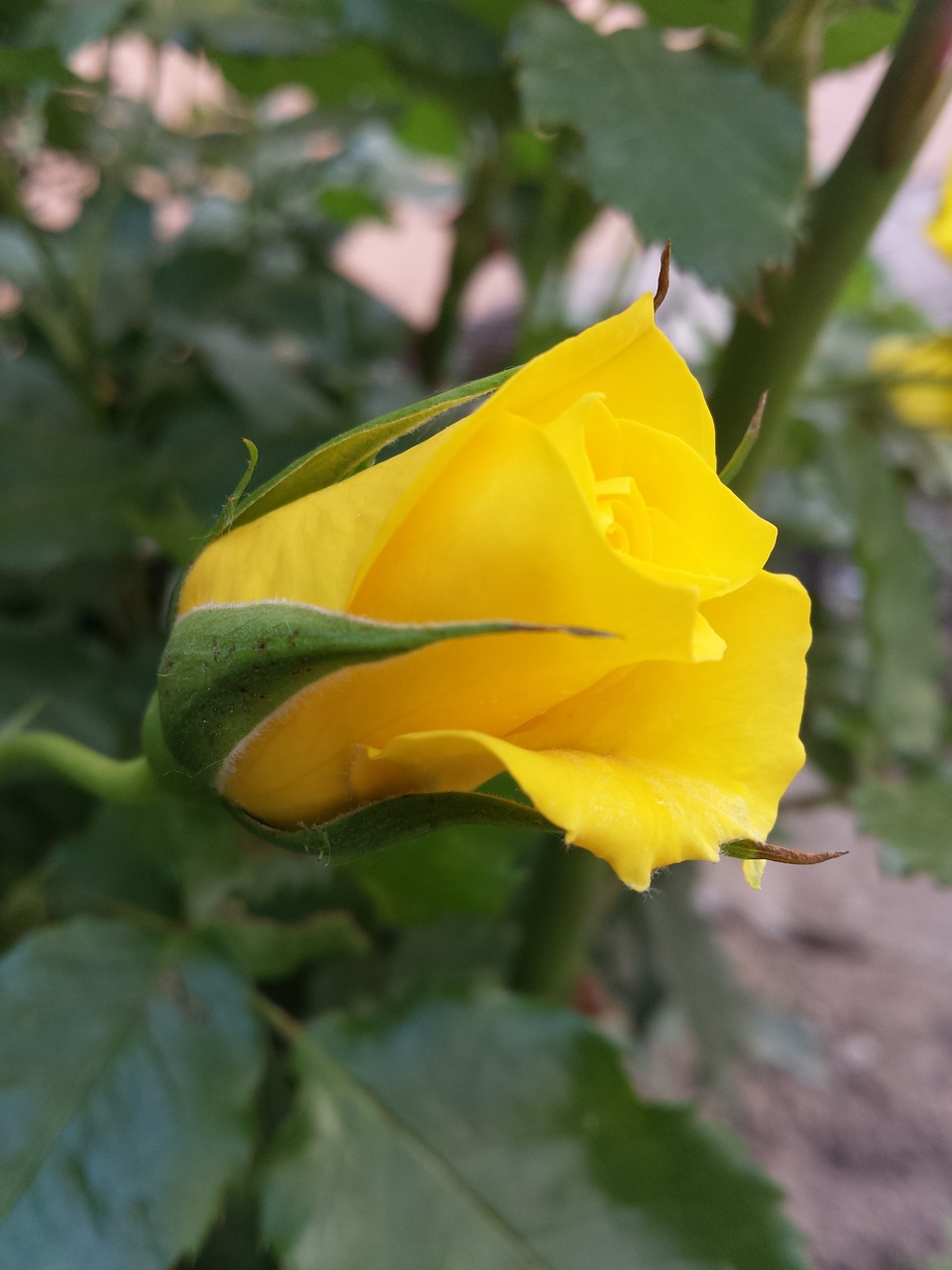 rose yellow flower free photo