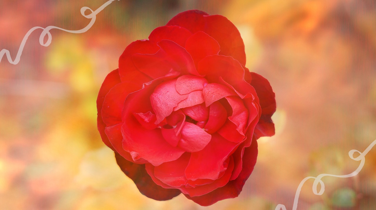 rose flower blossom free photo