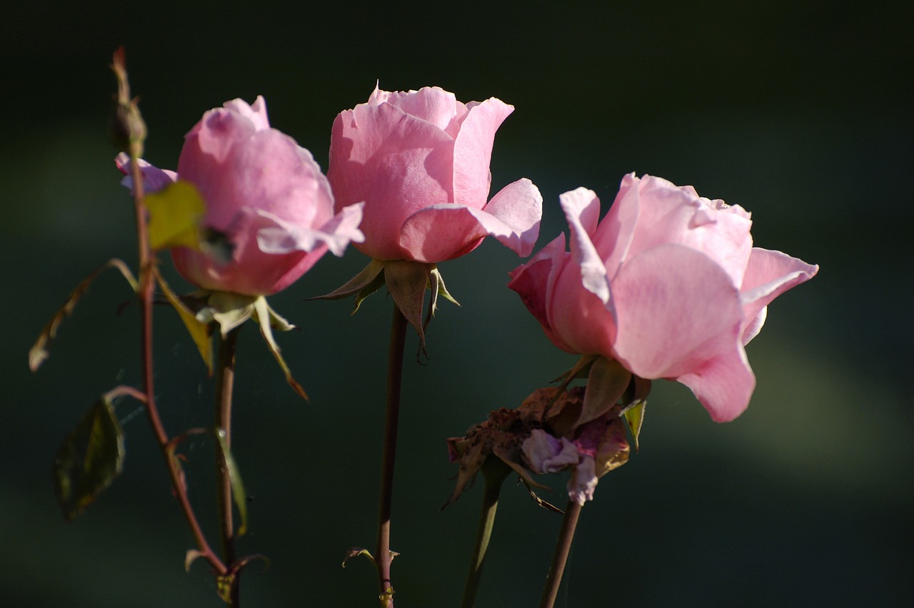 rose flower the ceremony free photo