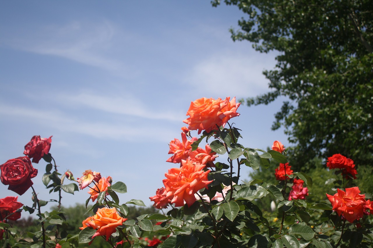 rose red flower free photo