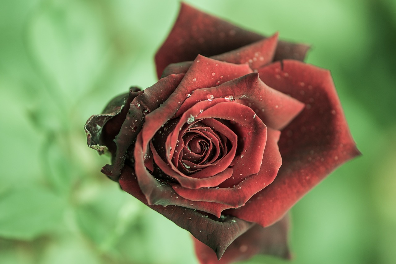 rose red flower free photo