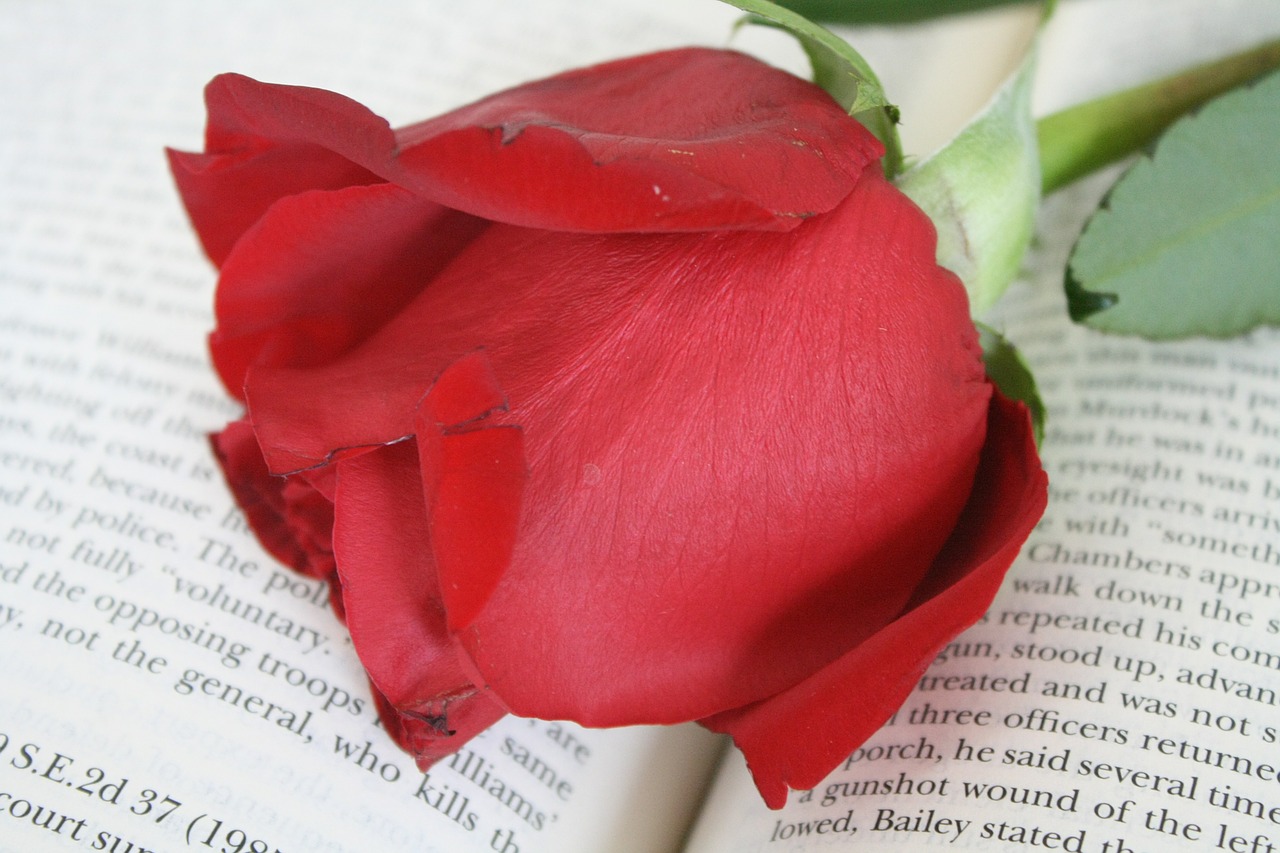 rose book flower free photo