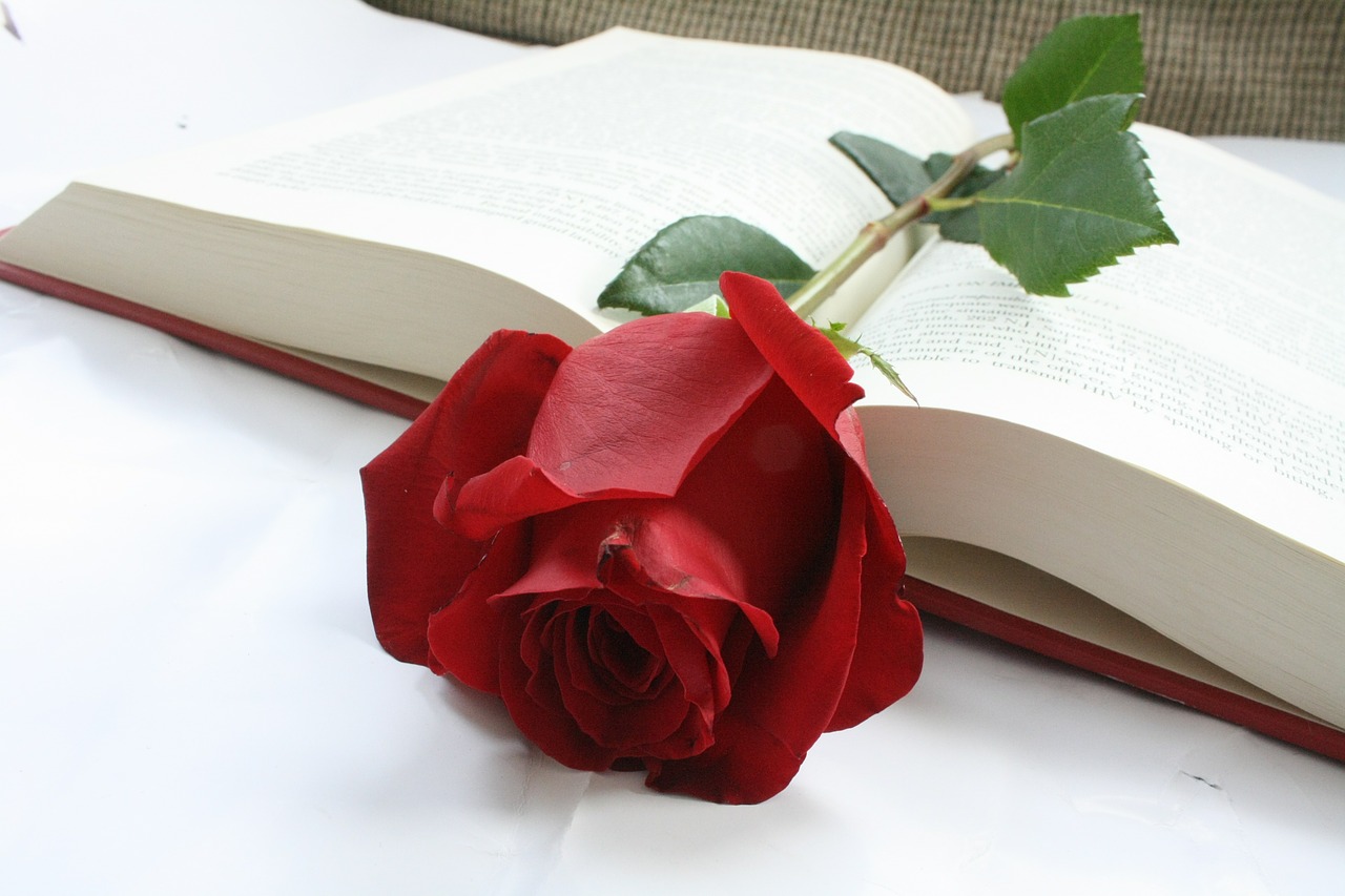 rose flower book free photo