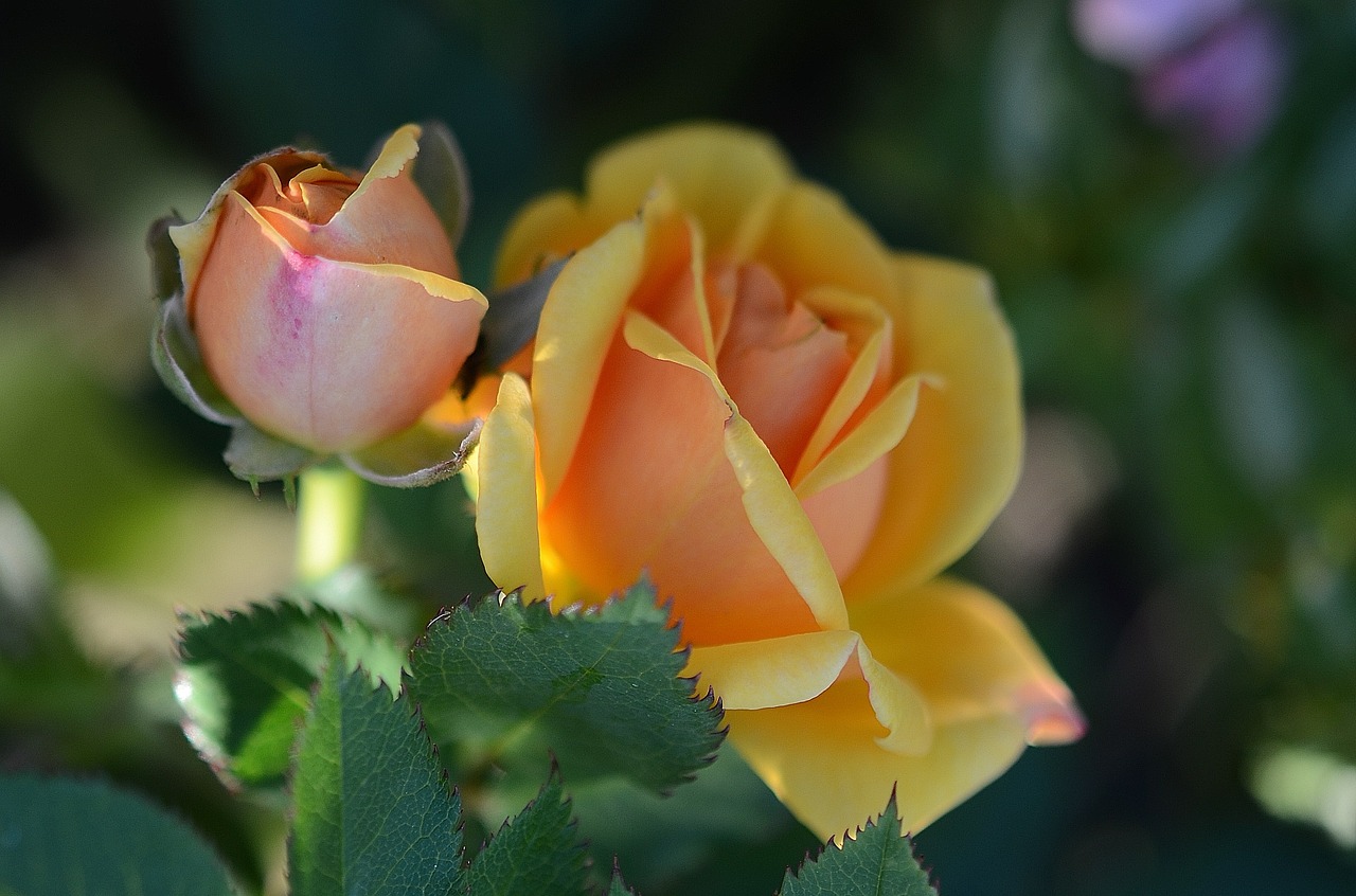 rose flower yellow free photo