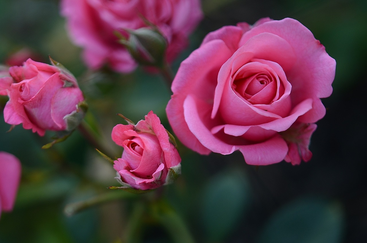 rose flower pink free photo