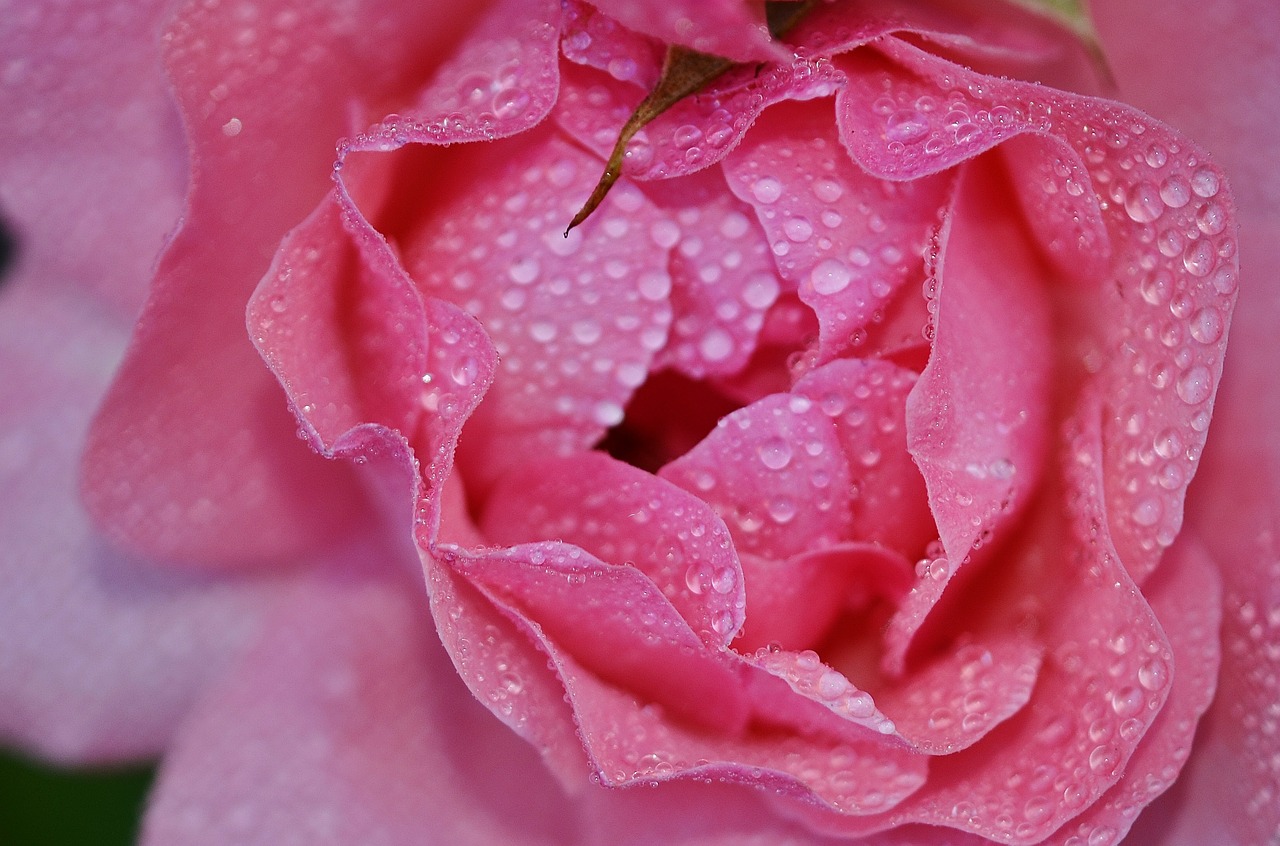 rose flower pink free photo