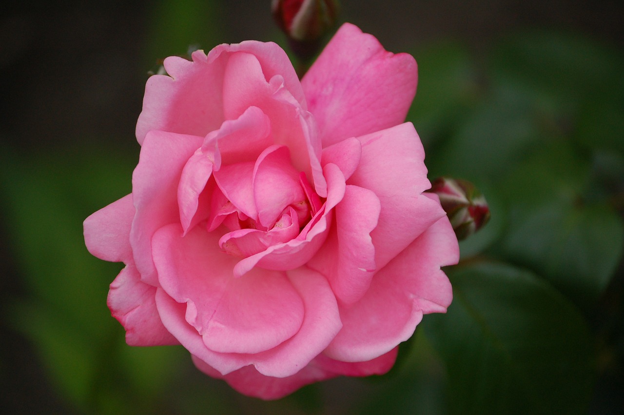 rose pink flower free photo