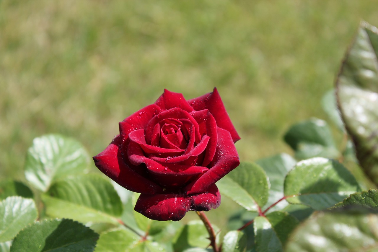 rose rain garden free photo