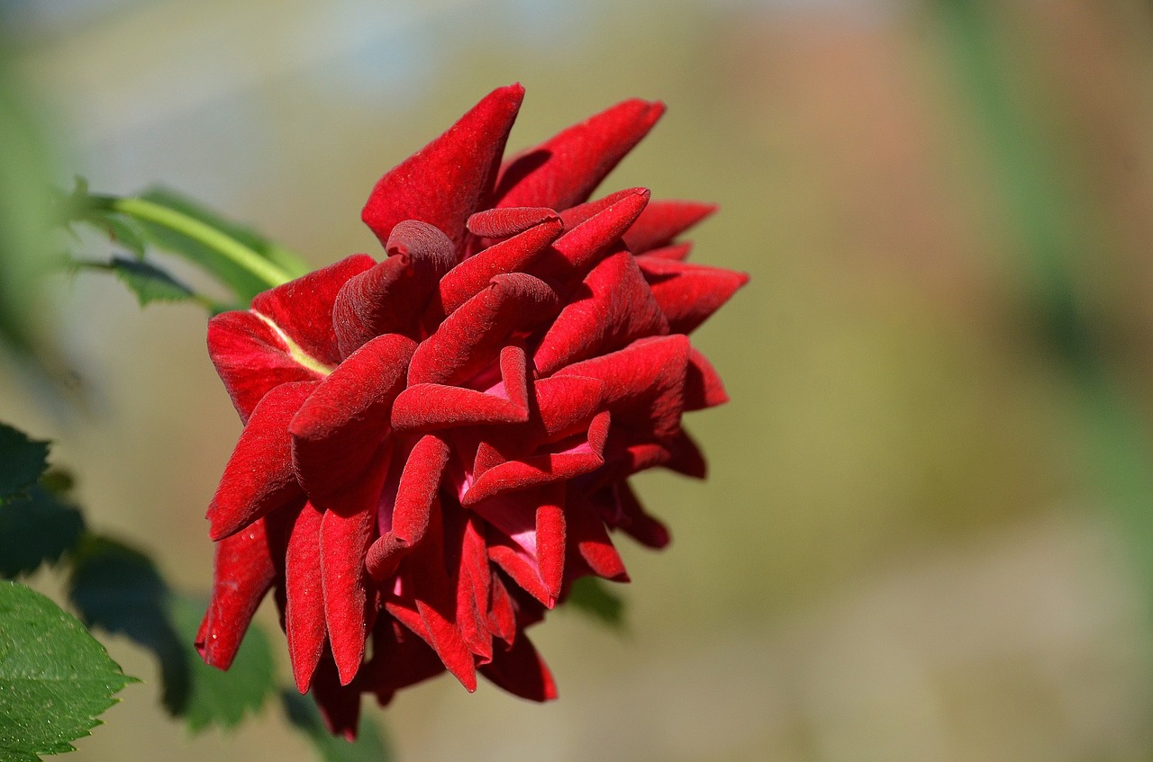 rose flower nature free photo