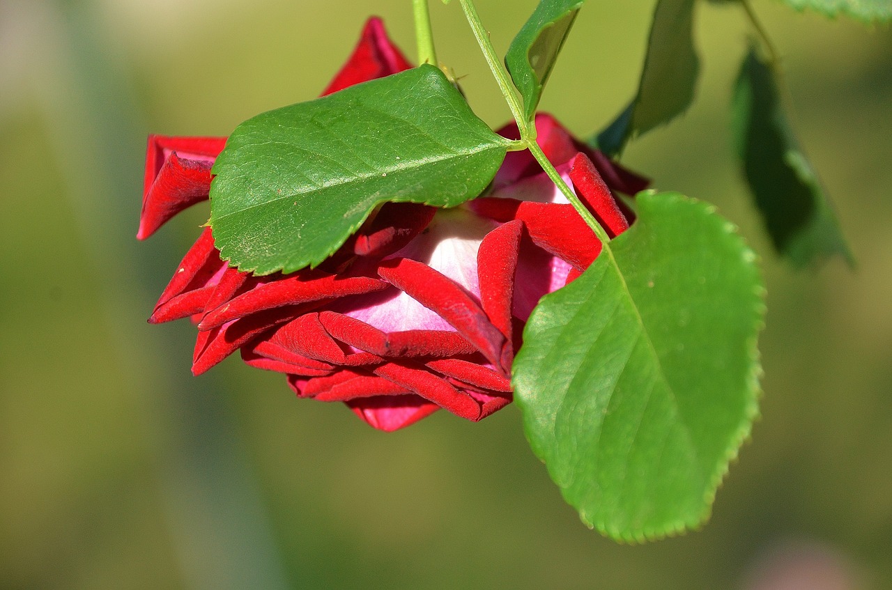 rose flower nature free photo