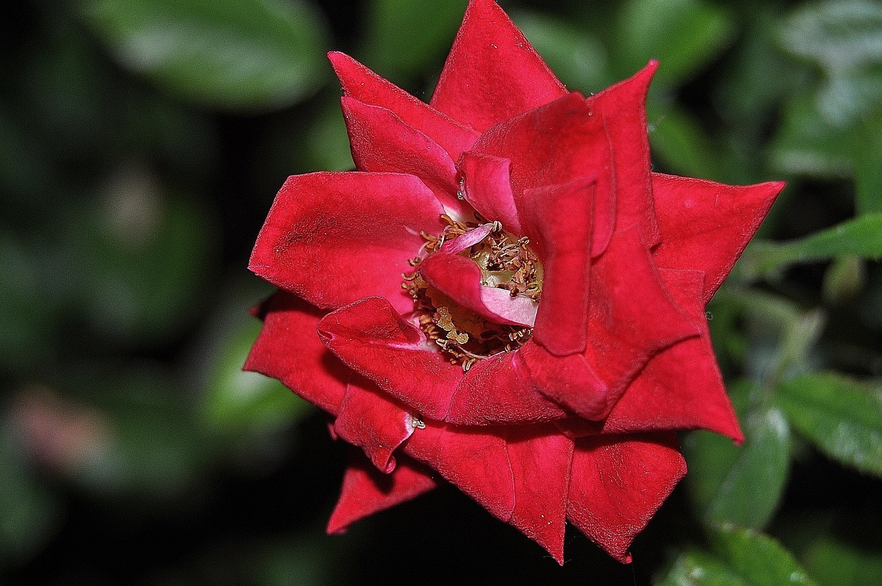 rose red flower free photo