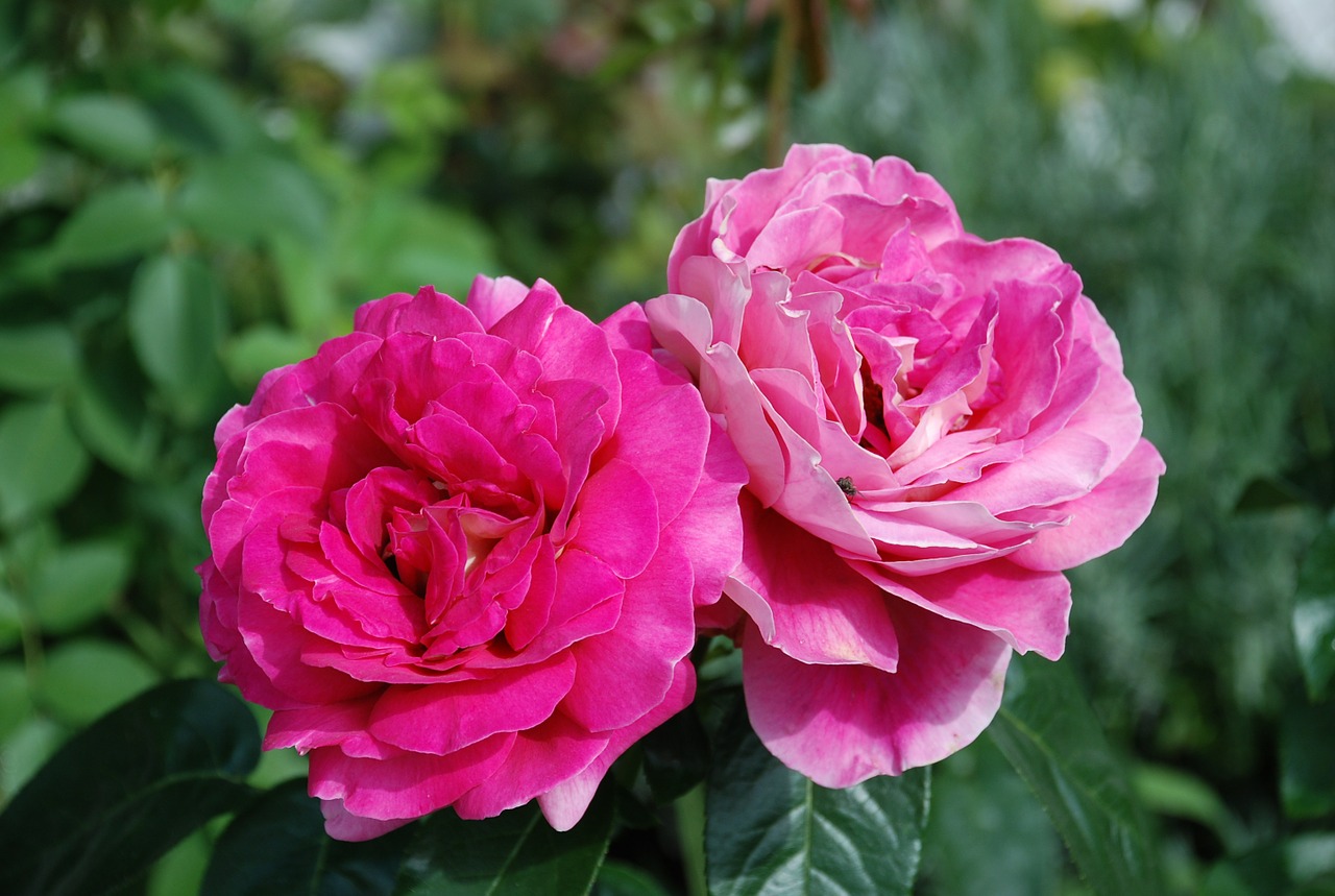 rose flower pink free photo