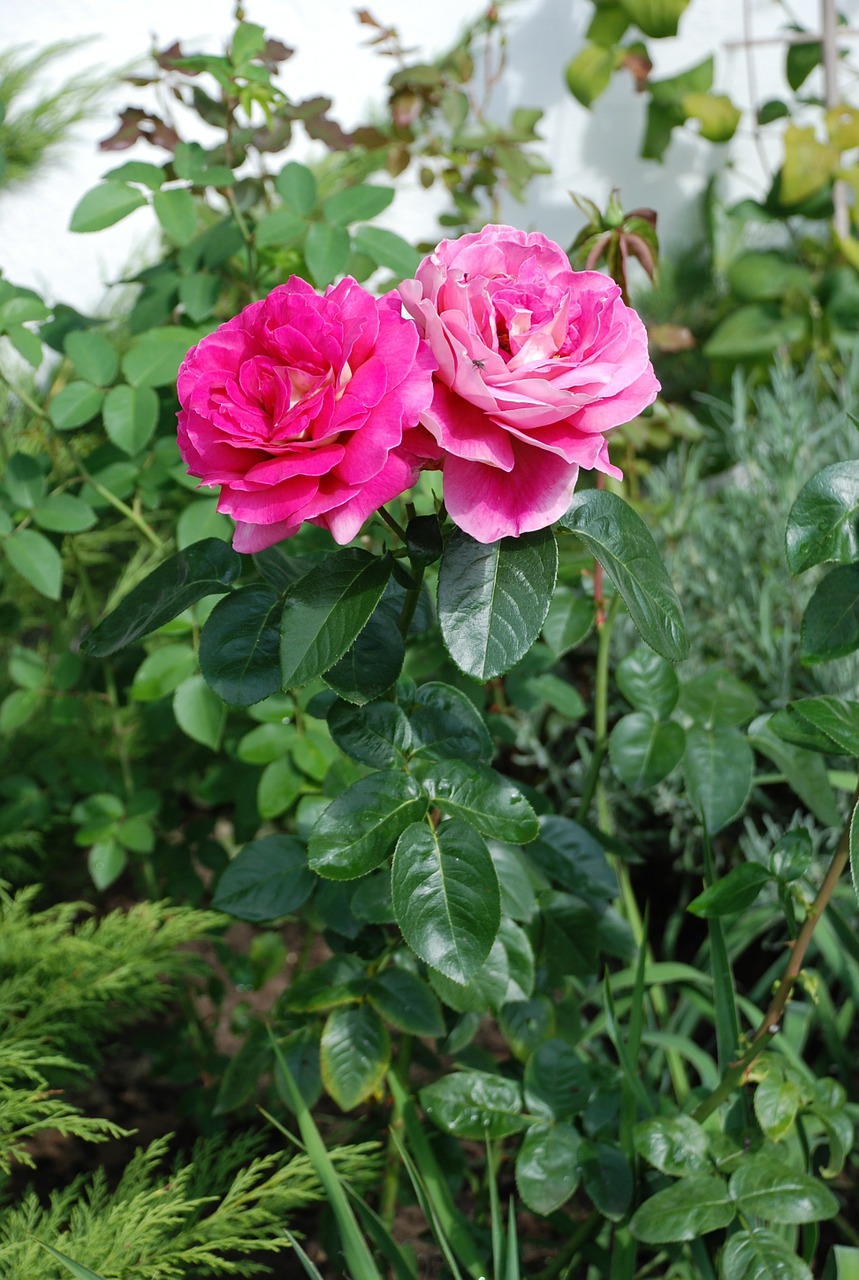 rose flower plants free photo