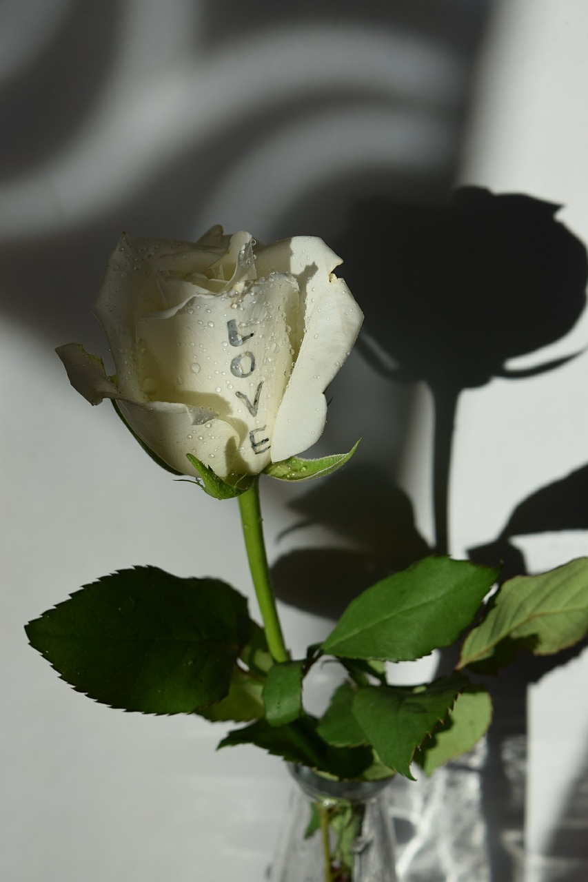 rose white love free photo