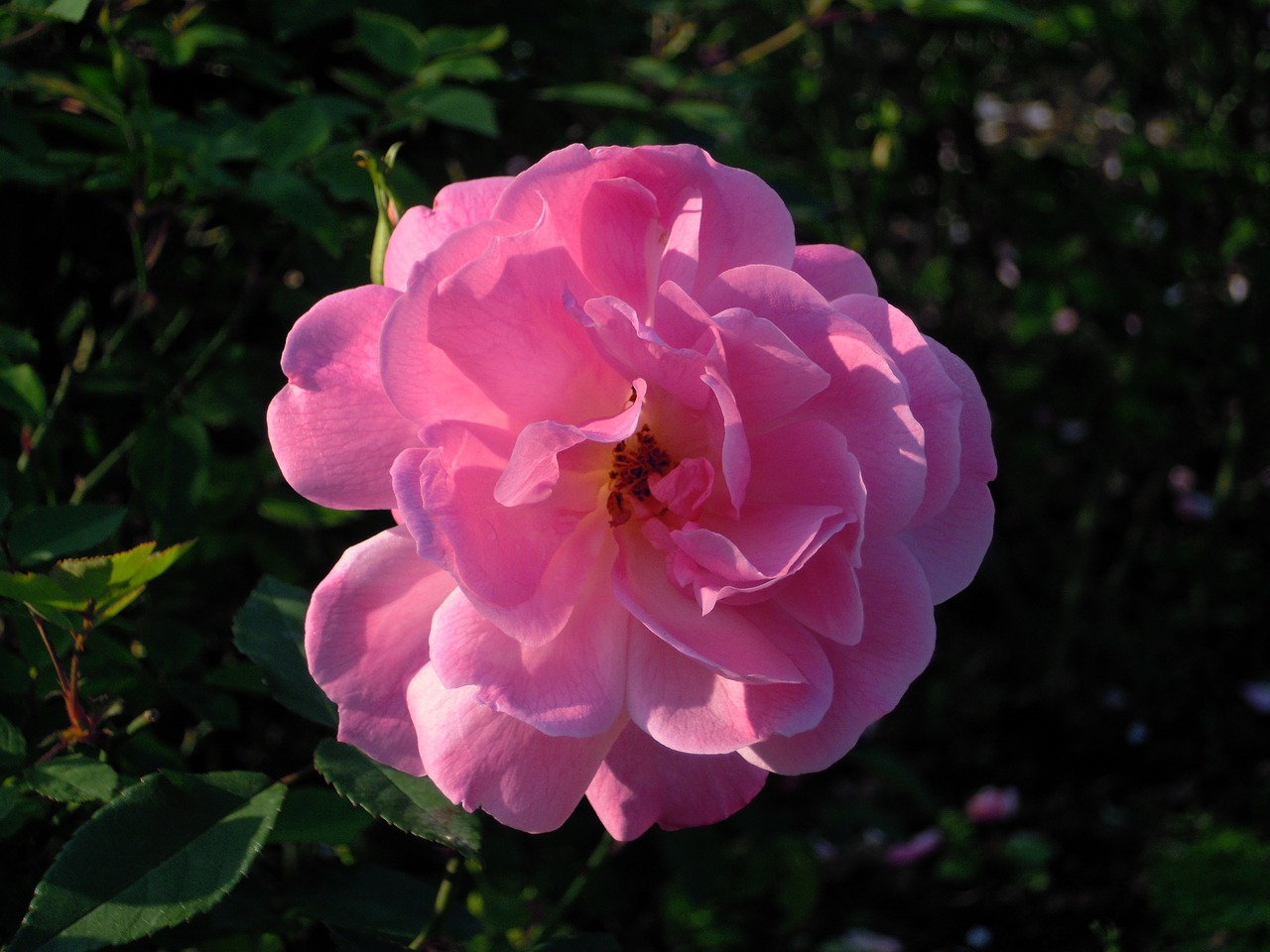 rose rosa multiflora pink and purple free photo