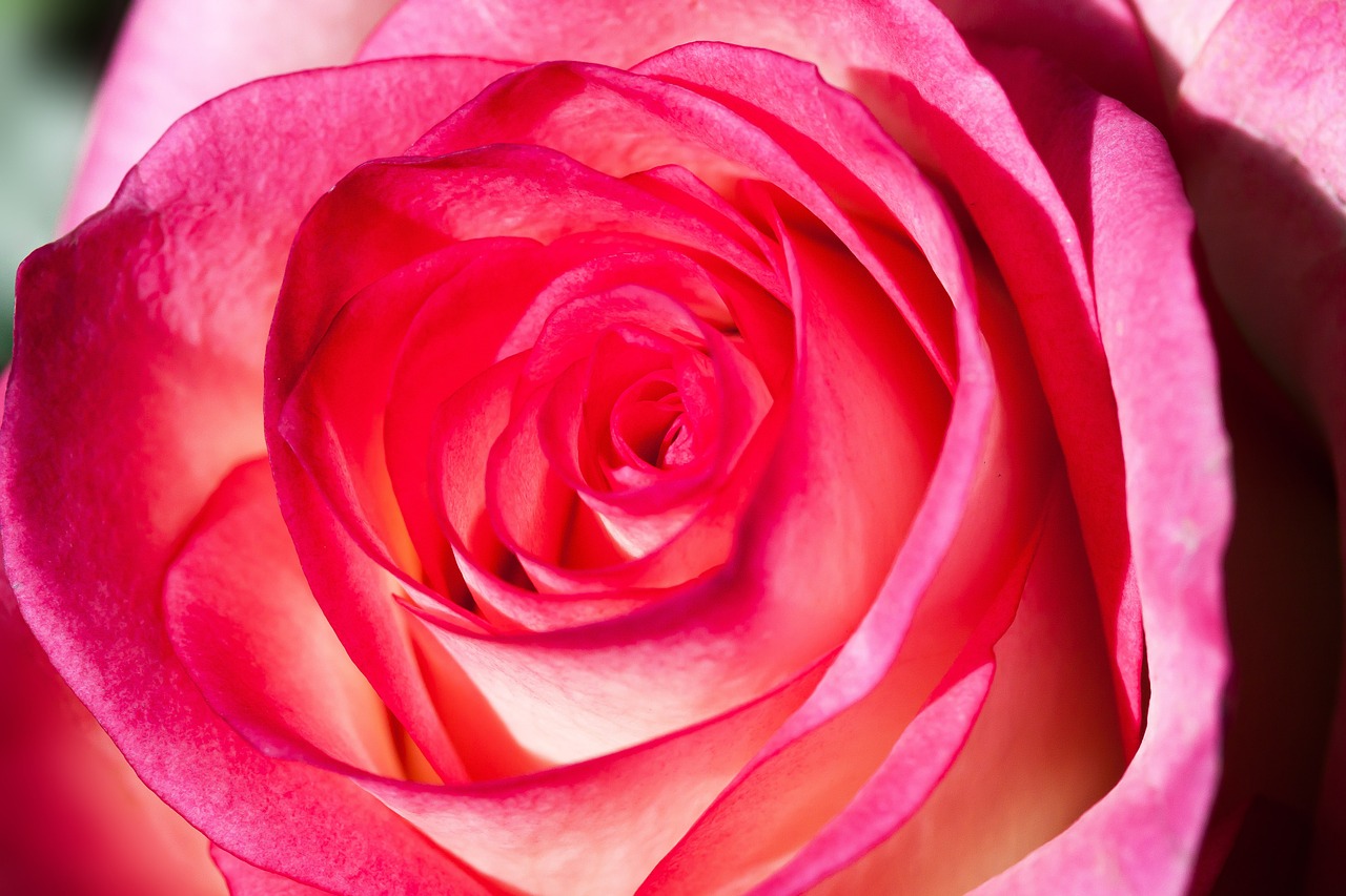 rose rosaceae composites free photo