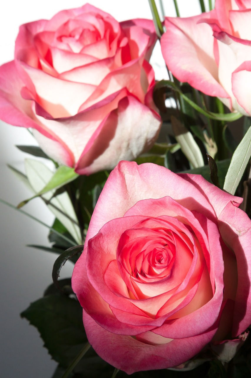 rose rosaceae composites free photo
